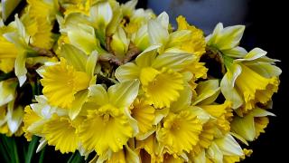 Narcissus: plantering och skötsel, sorter, odling Höjd på påskliljor