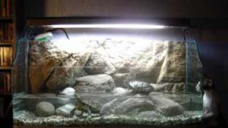Glödlampa för ett akvarium med en rödörad sköldpadda, att välja en ljus- och värmekälla