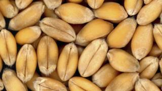 Якість зерна пшениці, хлібопекарські якості та сила борошна