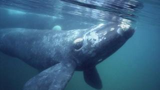 Всесвітній день китів Хто і навіщо вбиває китів