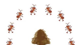 Сонник: рыжие муравьи, огромные муравьи, черные муравьи