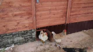 Как сами да изградите кошара и да бягате за пилета: инструкции стъпка по стъпка Пилка за пилета