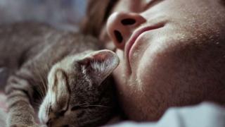 Miért álmodik egy macska elkapásáról és megkötéséről?