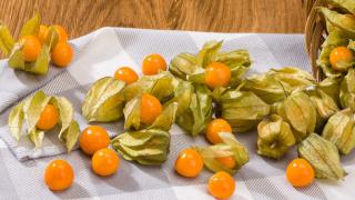 Physalis: Anbau, Pflanzung und Pflege im Freiland Physalis dekorativ - Beschreibung