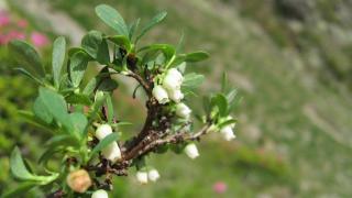 Warum Blaubeeren keine Früchte tragen: Gründe und ihre Beseitigung