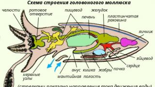 Головоногие моллюски (процессы жизнедеятельности, размножение, развитие, роль в природе и жизни человека)